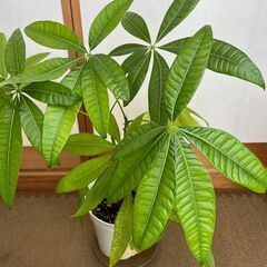 観葉植物（パキラ、モンステラ）０～３００円の画像