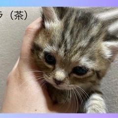 子猫 キジトラ茶