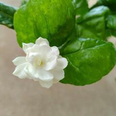 アラビアンジャスミン　花　植物　ガーデニングの画像