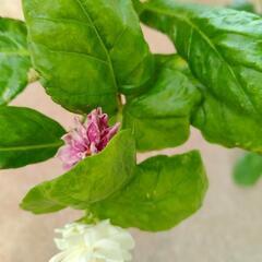 アラビアンジャスミン　花　植物　ガーデニングの画像