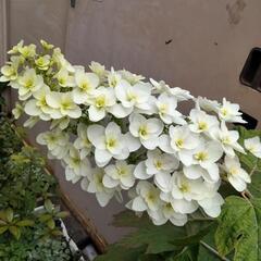 柏葉アジサイの苗の画像