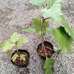 柏葉アジサイの苗の画像