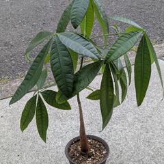パキラ 65cm 実生苗から育成