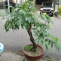 フジの鉢植え
