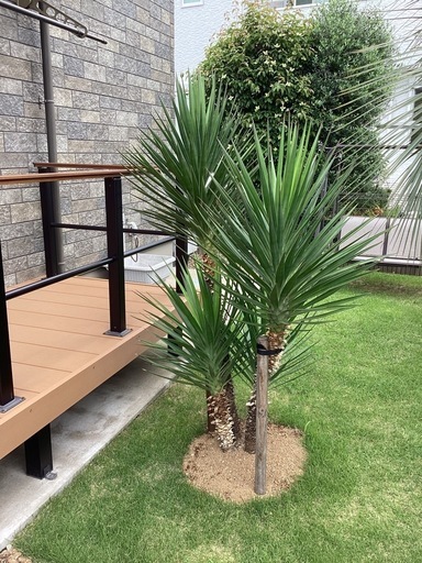 ユッカアロイフォリア４本株