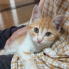 抱っこ大好き💕茶白の男の子