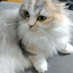 早急に