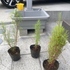 コキアの苗の画像