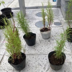 コキアの苗の画像