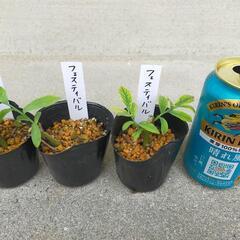 フェスティバル（ラビットアイ系ブルーベリー挿し木苗）