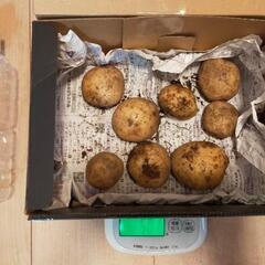無農薬 新じゃがいも ばれいしょ馬鈴薯