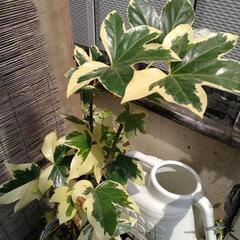 斑入り ヤツデ
