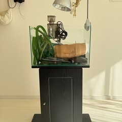 45㌢ガラス水槽&木製水槽台