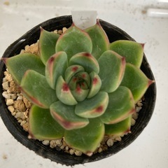 多肉植物　ムーンストーン