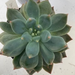 多肉植物　ダークエルフ