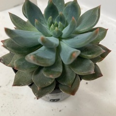 多肉植物　ダークエルフの画像
