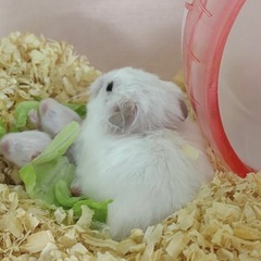 ゴールデンハムスター 