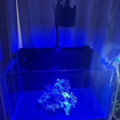 サンゴ・海水・水槽のライトの画像