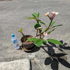 プルメリア鉢