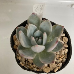 多肉植物　ソンヨウン