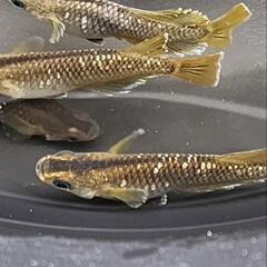 めだか　メダカ　フロマージュ　8匹の画像