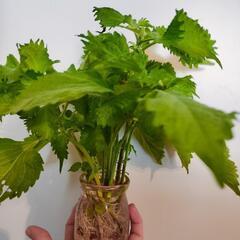 ☆薬味の定番☆　青ジソ　水耕栽培根出し済み