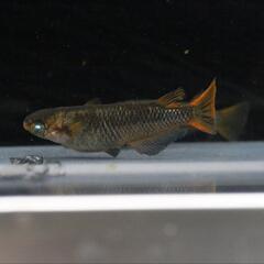 メダカ　卵③