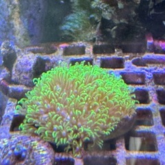 フラグサンゴ　スターポリプ　メタリック