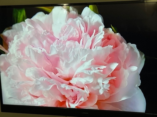 55インチ　4K液晶テレビ MAXZEN 未使用に近い極美品