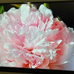 55インチ　4K液晶テレビ MAXZEN 未使用に近い極美品の画像
