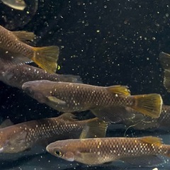 【オランジェ成魚ペア４点セット】⭐︎2ペア＆卵20個＆針子10匹＆PSB⭐︎爆増4点セットの画像