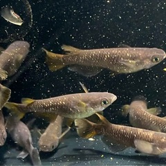 【オランジェ成魚ペア４点セット】⭐︎1ペア＆卵20個＆針子10匹...
