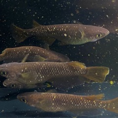 【オランジェ成魚ペア４点セット】⭐︎2ペア＆卵20個＆針子10匹＆PSB⭐︎爆増4点セットの画像