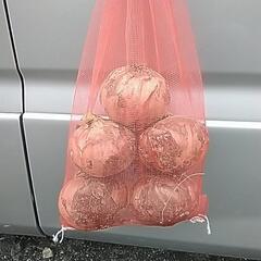 新玉ねぎの画像