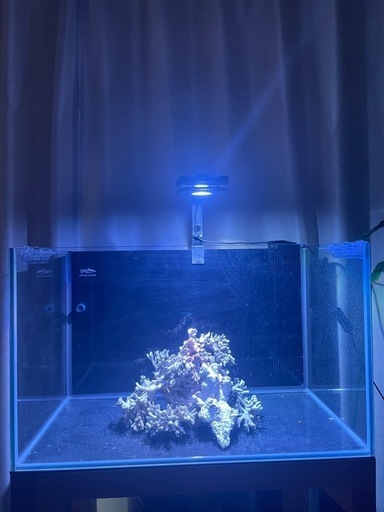 水槽・海水のセット