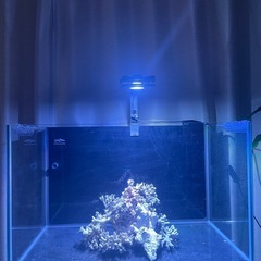 水槽・海水のセット
