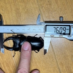【全国配送可 死着保証なし】 即ブリ用セット 能勢YG血統　24...