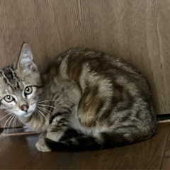 アメショ柄と麦わらサビキジ生後3．４ヶ月