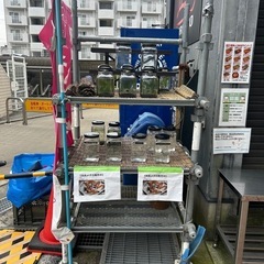 🌈めだか販売🍀本日開催中‼️