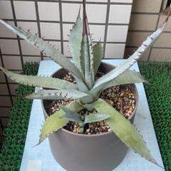 アガベ　屈原の舞扇　鉢植え