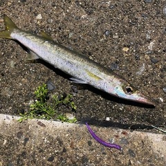 釣り友達探してます〜