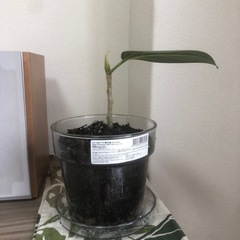 【観葉植物】フィカスベンガレンシスの画像
