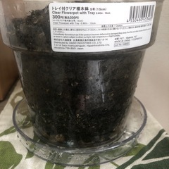 【観葉植物】フィカスベンガレンシスの画像