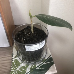 【観葉植物】フィカスベンガレンシスの画像