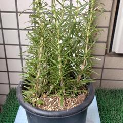 ローズマリー　鉢植え