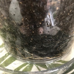 【観葉植物】フィカスベンガレンシスの画像
