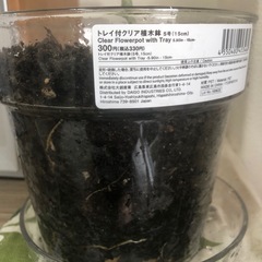 【観葉植物】フィカスベンガレンシスの画像