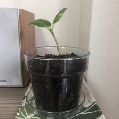 【観葉植物】フィカスベンガレンシスの画像