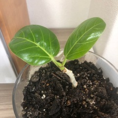 【観葉植物】フィカスベンガレンシスの画像