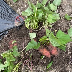 【お話中になりました】さつまいも　紅　種芋小さい苗ついてます。